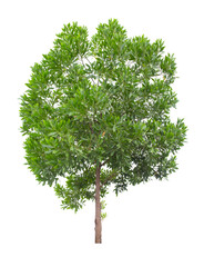Beautiful green tree isolated on white.