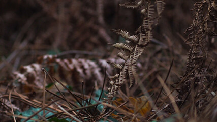 Feuilles de fougère, épines de pins et petites plantes composent le par-terre d'une forêt de...