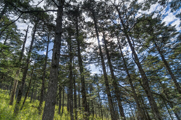 Autumn scenery of Hubei Shennongjia National Geopark Scenic Area, China