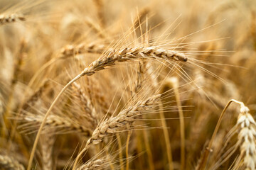 Agricultural field. Ripe ears of wheat on the background of the sunset. The concept of a rich harvest.