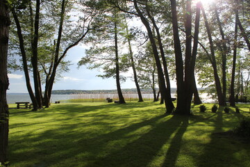 Fototapeta na wymiar sun shining through trees in a Park at a lake in summer