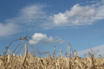ripe wheat field under sunny sky