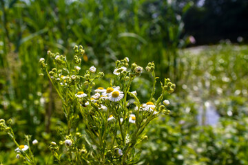 white flowers in the meadow