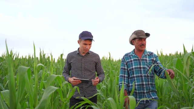 group of a farmers standing in a corn field with tablet, looking and pointing away, They are examining corp at sunset