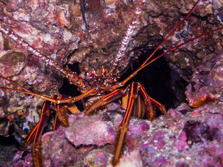 イセエビ、Panulirus japonicus (von Siebold, 1824)、クローズアップ、正面。三重県尾鷲
