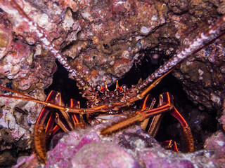 イセエビ、Panulirus japonicus (von Siebold, 1824)、クローズアップ、正面。三重県尾鷲