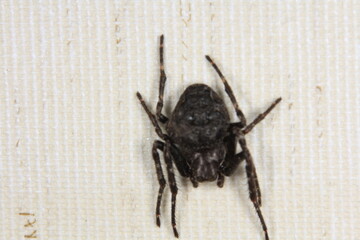 Spinne