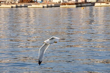 seagull in flight over Adriatic Sea, Croatia