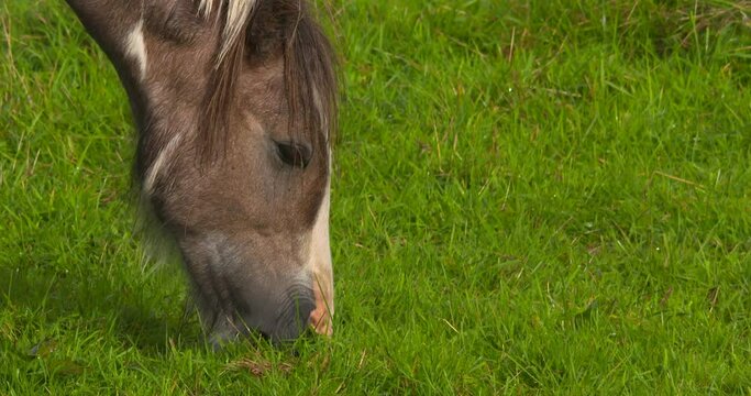 Pony horse grazes green grass close up mouth chewing