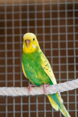 Ein bunter Wellensittich