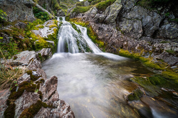 Fototapeta premium St. Bernard / Grosser Sankt Bernhard