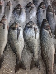 Obraz premium live fresh fish on the counter