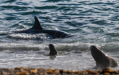 Naklejka premium Killer whale hunting sea lions on the paragonian coast, Patagonia, Argentina