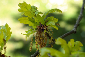 beautiful flowers in nature in the botanical garden