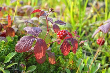 Rubus arcticus ( Arctic bramble or Arctic raspberry ) fruits in the north taiga forest. Khabarovsk Krai, far East, Russia.