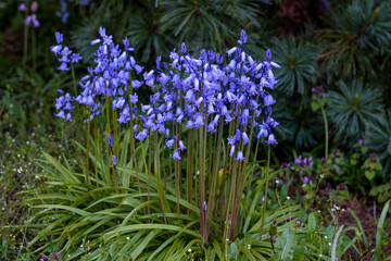 Obraz premium beautiful flowers in nature in the botanical garden