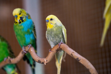 Ein bunter Wellensittichschwarm