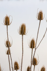 Fototapeta premium Dry flowers. Dry burdocks or burrs on grey lake waters background. Natural macro photography