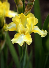 beautiful flowers in nature in the botanical garden