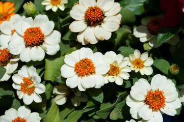 Obraz premium flowers in a garden.Beautiful white Chrysanthemum morifolium Ramat.