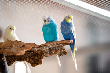 Drei bunte Wellensittiche