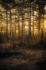Fototapeta premium sunset in the forest
