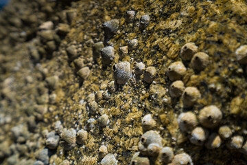 Close up detail of rocks on beach. Texture of stones with amazing shells, sharp reefs, where live crabs