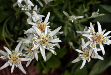 beautiful flowers in nature in the botanical garden