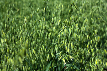 beautiful flowers in nature in the botanical garden