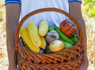 a man holding a wicker basket filled with various vegetables. growing and collecting organic...