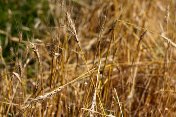 beautiful flowers in nature in the botanical garden