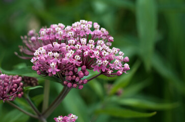 beautiful flowers in nature in the botanical garden
