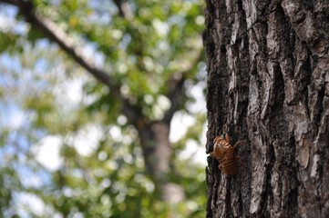 街路樹　蝉　ぬけがら