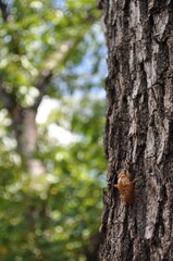 街路樹の蝉のぬけがら