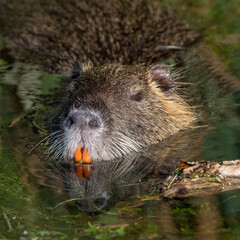 portrait of a coypu with colored teeth