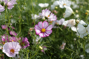 beautiful flowers in nature in the botanical garden