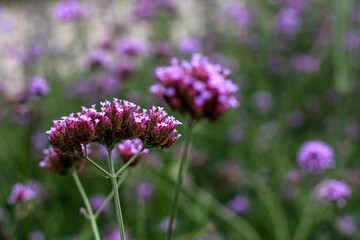 beautiful flowers in nature in the botanical garden