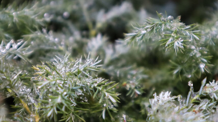 Beautiful spruce branch with dew. Christmas tree in nature. Green spruce close-up. Pine needles with dew drops on them.