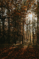 Obraz premium autumn forest in the morning