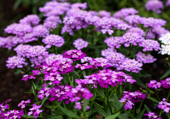 beautiful flowers in nature in the botanical garden