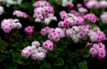 beautiful flowers in nature in the botanical garden