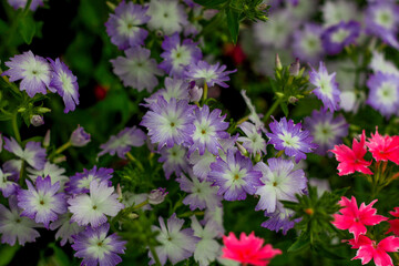 Obraz premium beautiful flowers in nature in the botanical garden
