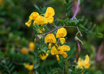 beautiful flowers in nature in the botanical garden