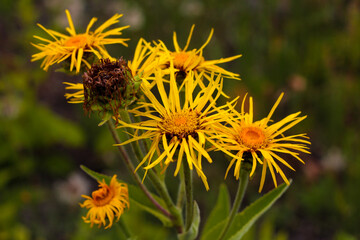 beautiful flowers in nature in the botanical garden
