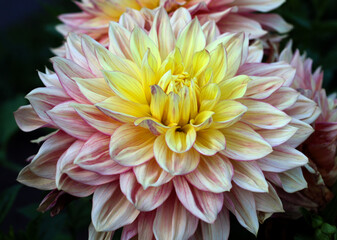 beautiful flowers in nature in the botanical garden