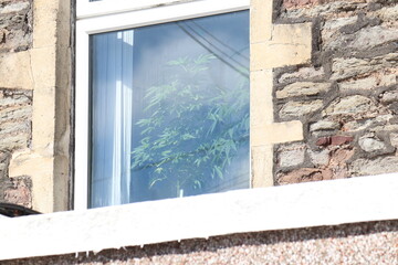 Marijuana behind the window