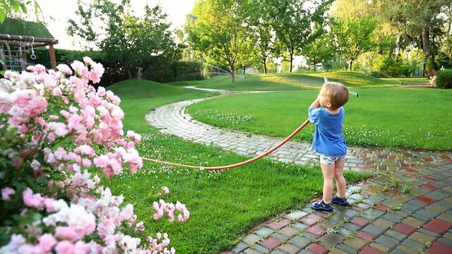 Cute adorable caucasian blond toddler boy enjoy having fun watering garden flower and lawn with hosepipe sprinkler at home backyard at sunny day. Child little helper learn gardening at summer outdoor