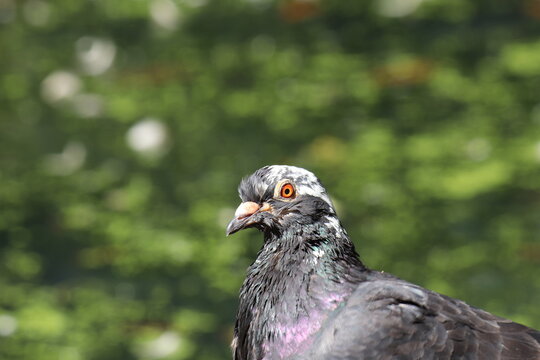 Close up photo of pigeon