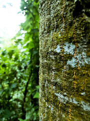 tree trunk with green moss