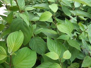 leaves plant shrub green branches